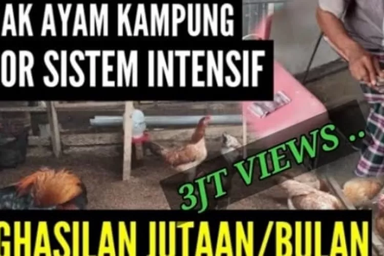 Trik Pakan Triple Power Ayam Kampung Gemuk Dan Cepat Besar Rakus Makan