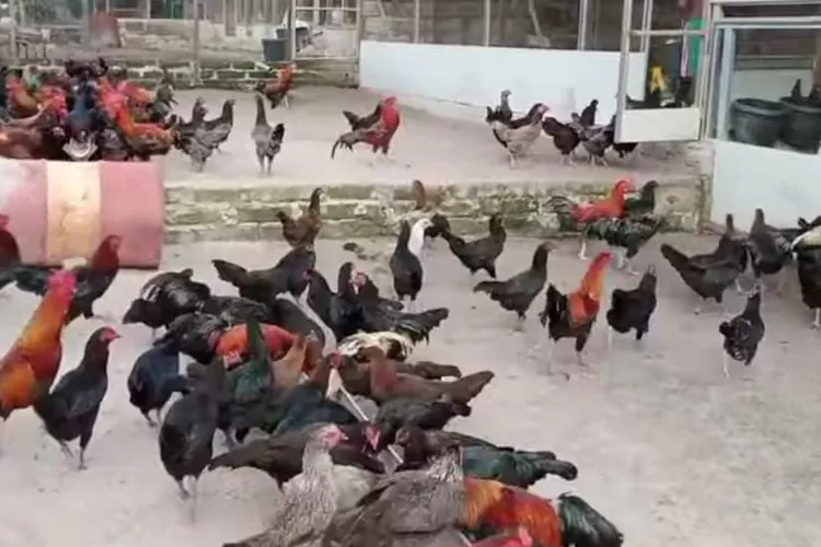 Kenali Perbedaan Ayam Kampung Dan Ayam Pedaging Untuk Pilihan Yang