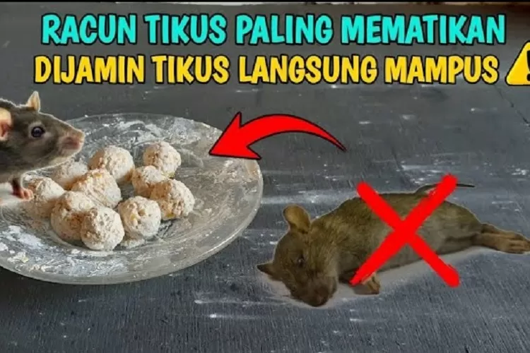 Ini Dia Cara Mudah Membuat Tikus Terkapar Sempurna Modal Ide Kreatif Dari Tepung Terigu Dan 8213