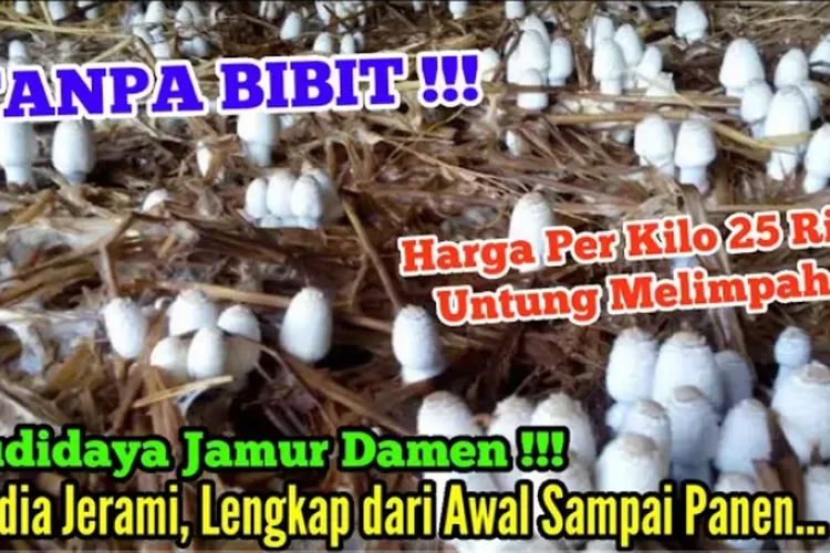 Cara Budidaya Jamur Damen Tanpa Beli Bibit Untung Melimpah Dan Tidak