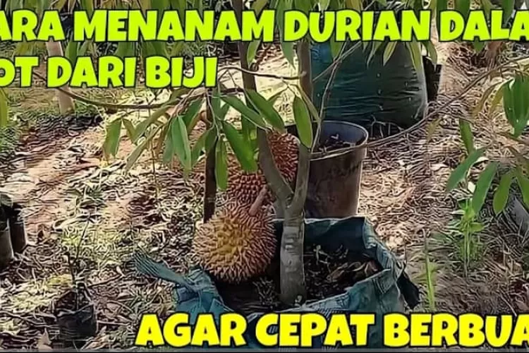 Panduan Lengkap Cara Menanam Durian Dalam Pot Bagi Pemula. Sangat Cocok ...