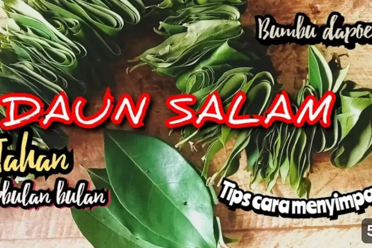 Daun Salam Si Murah Yang Kaya Manfaat Panduan Hemat Untuk Menyimpan Sebagai Bumbu Dapur Timenews