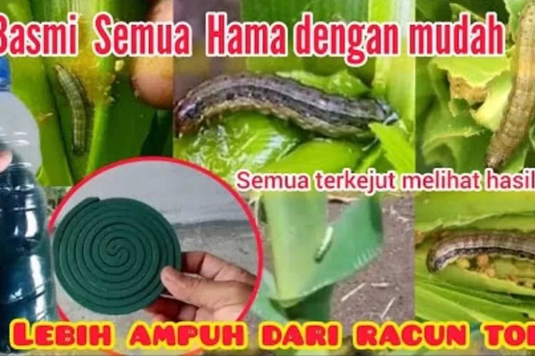 Setelah Tahu Cara Ini Pabrik Racun Hama Akan Menangis Karena Ternyata