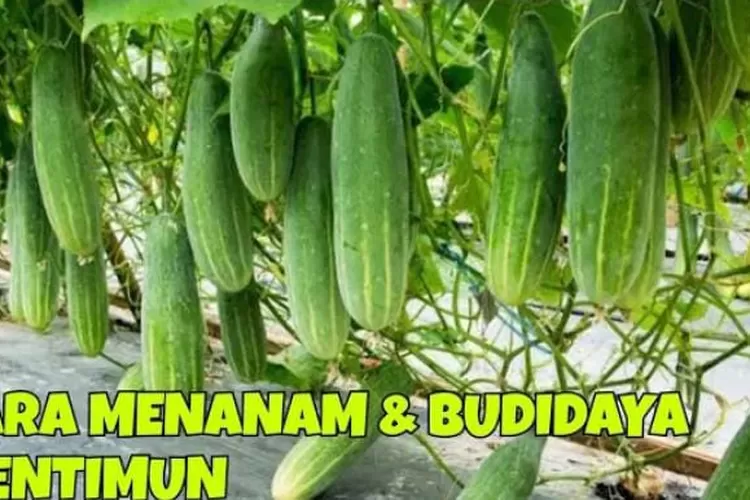 6 Cara Menanam Timun Dan Solusi Permasalahan Budidaya 