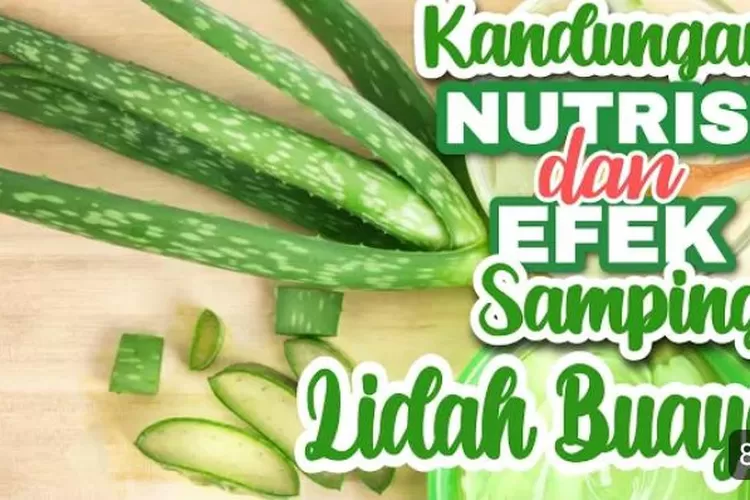 Manfaat Luar Biasa Kandungan Nutrisi Dan Efek Samping Lidah Buaya ...