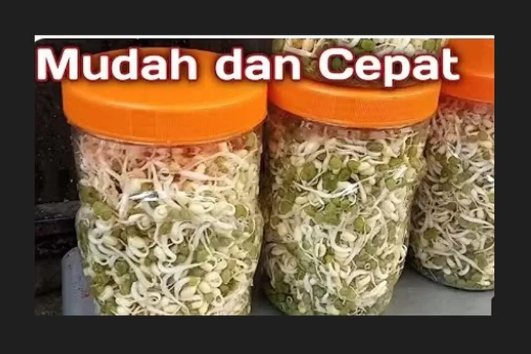 8 Cara Membuat Kecambah Kacang Hijau Di Toples Antigagal Cepat Sehat Dan Organik Timenews 8498