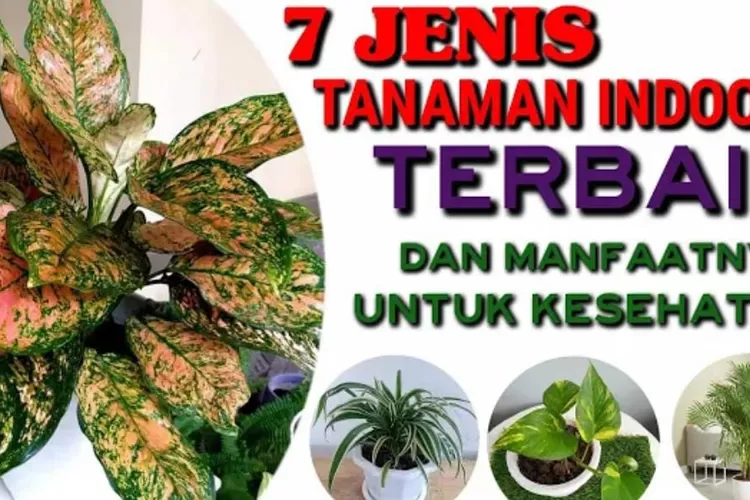 18 Jenis Tanaman Hias Indoor Yang Baik Untuk Kesehata 3654