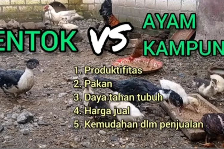 Ternak Ayam Atau Ternak Entok Mana Yang Lebih Menguntungkan Timenews