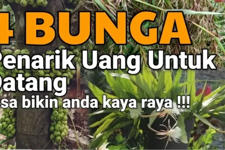 Mengungkap Misteri Bunga Malaikat Pembawa Rezeki Dan Kekayaan Yang ...