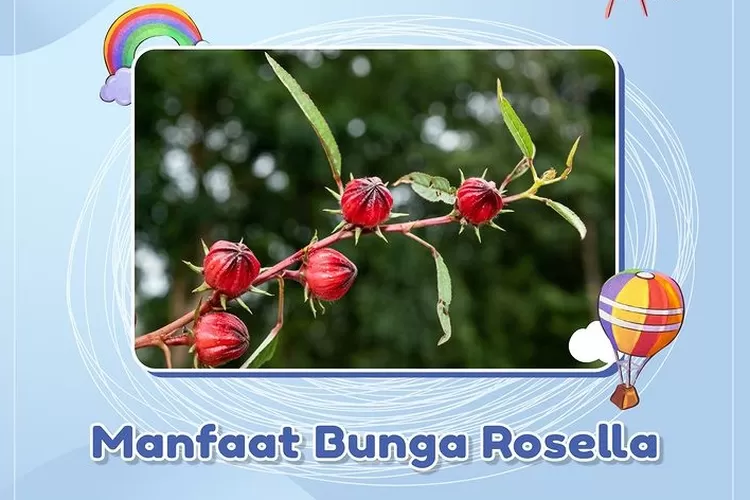 Fakta Menarik Tentang Bunga Rosella yang Bisa Membantu Menurunkan Tekanan Darah Tinggi"