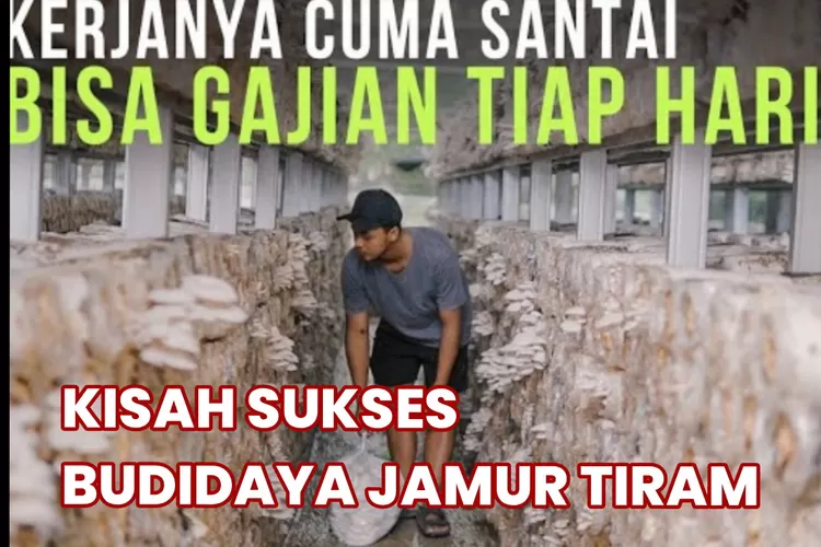 Kisah Inspiratif Roso Susilo Sukses Budidaya Jamur Tiram Modal Nekat