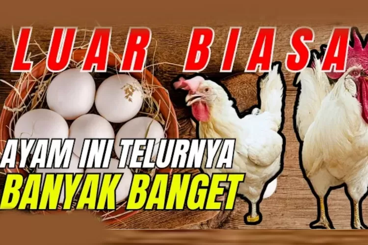 Bukan Ayam Kampung Tapi Jenis Ayam Ini Mampu Hasilkan Telur Banyak Dan