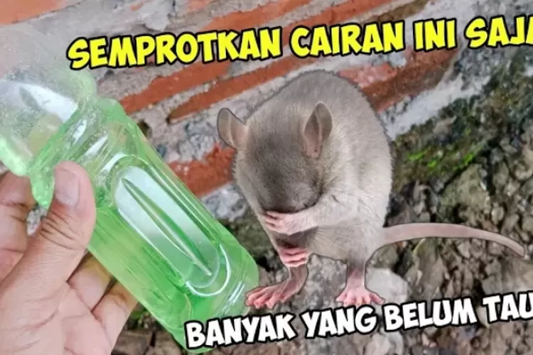 Mengapa Tidak Tau Dari Dulu Ide Kreatif Cara Ampuh Mengusir Tikus Dari Rumah Dengan Daun Pandan 4858