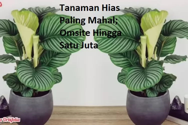 Tanaman Hias Paling Mahal Dicari Di Tahun Ini Omsite Hingga Satu