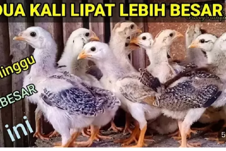 Cara Merawat Anak Ayam Agar Cepat Besar Dan Sehat Pengalaman Dan Tips