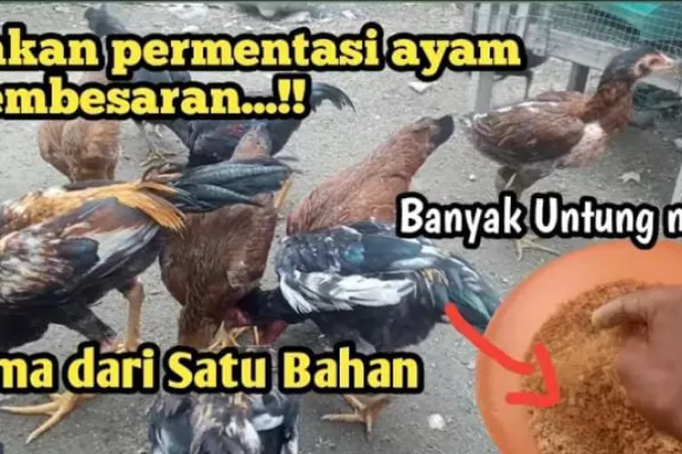 Cara Membuat Pakan Fermentasi Murah Untuk Ternak Ayam Kampung Timenews Halaman