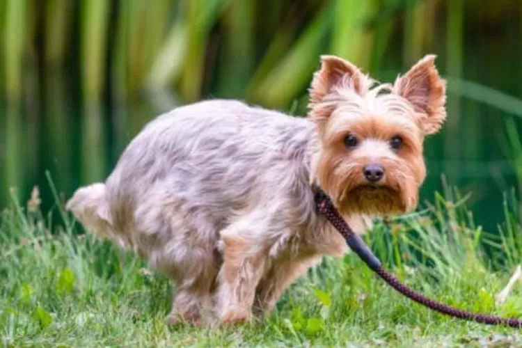 The Dangers of Pet Waste: Health Risks and Parasites You Need to Know