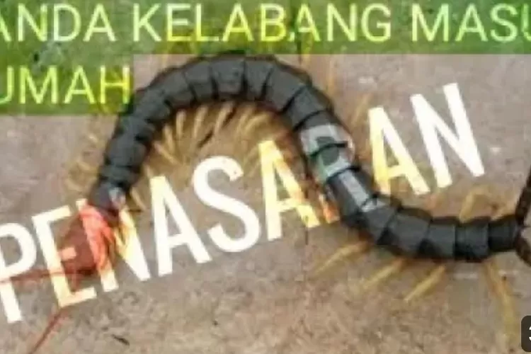 Memahami Tanda Kelabang Masuk Ke Rumah: Fakta Dan Solusi Praktis - Timenews