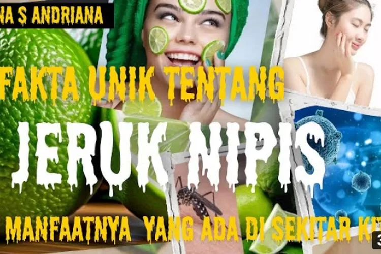 Tujuh Fakta Unik Dan Menarik Tentang Jeruk Nipis Yang Ada Disekitar