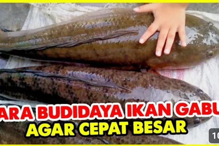 Trik Cara Budidaya Ikan Gabus Agar Cepat Besar Panduan Lengkap Untuk