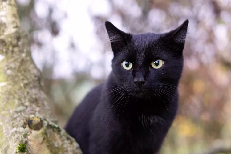 Misteri Kehadiran Kucing Hitam, Keberuntungan atau Pertanda Buruk 