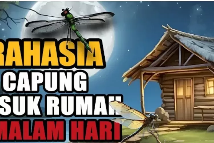 Capung Masuk Rumah Jejak Rezeki Atau Pertanda Lain Temukan Jawabannya