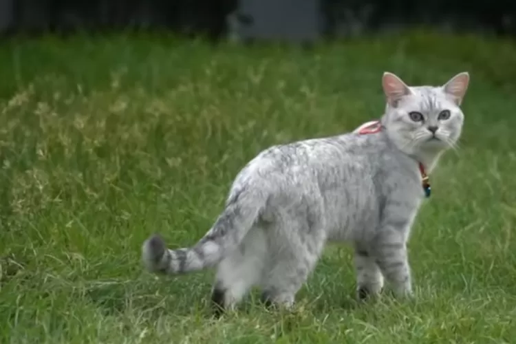 Temukan 7 tanaman pengusir kucing ampuh untuk menjaga rumah tetap bersih dan wangi (YouTube Kucing Meong / HukamaNews.com)