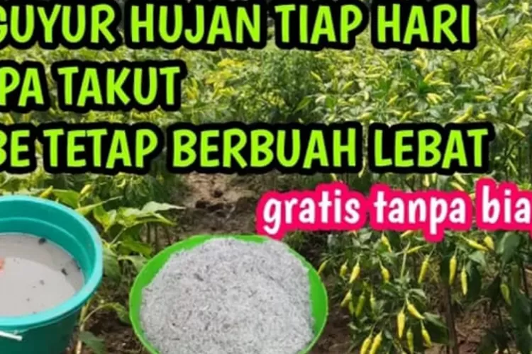 Ternyata Begini Rahasia Tersembunyi Cara Mencegah Hama Pada Tanaman