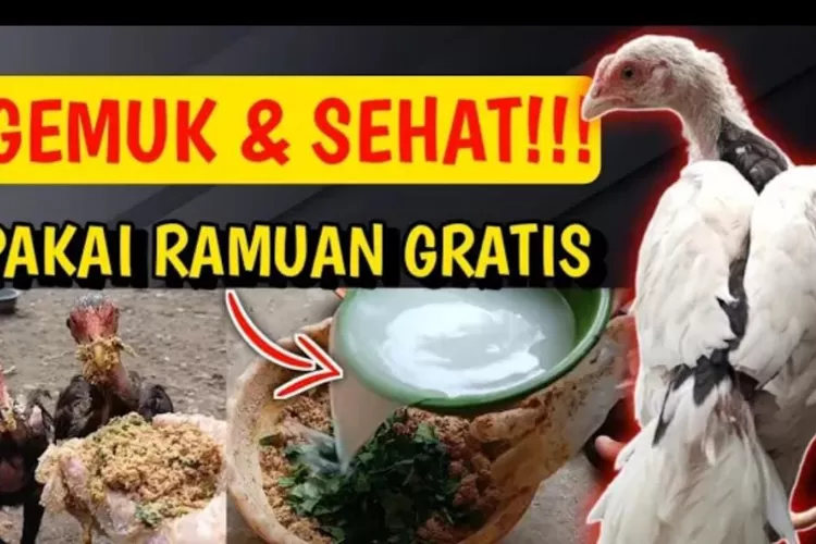 Cara Membuat Pakan Ternak Ayam Kampung Agar Cepat Gemuk Dan Sehat