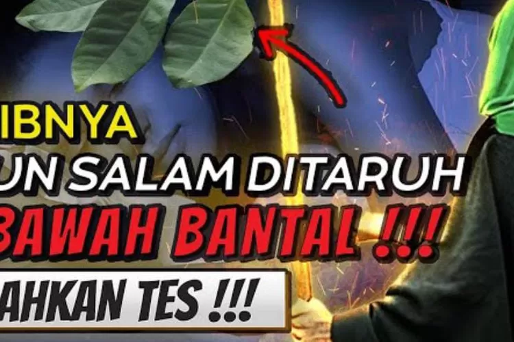 Daunnya Nabi Khidir: Taruh 3 Lembar Kalau Berani! Rahasia Khasiat Daun ...