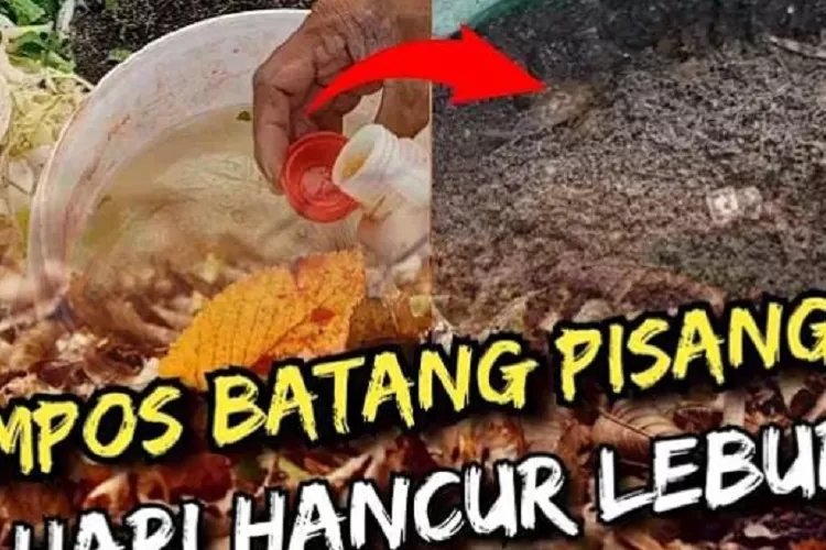 Proses Pembuatan Kompos Dari Batang Pisang: Pengalaman 20 Hari Yang 