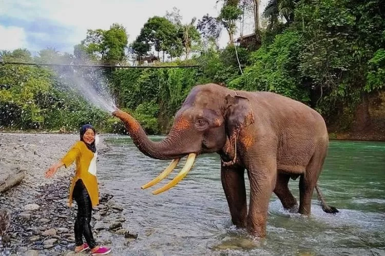Pengunjung lagi asyik bermain dengan Gajah di Tangkahan, Kabupaten Langkat, Provinsi Sumatera Utara. (Tangkap layar Instagram @tangkahan_)