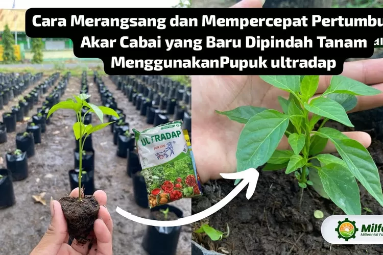 Tips Pak Tani Cara Merangsang Dan Mempercepat Pertumbuhan Akar Cabai