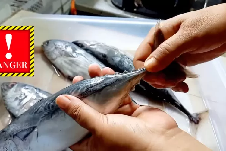 Cegah keracunan histamin dari ikan tongkol dengan tips pembersihan yang tepat.  (Tangkapan layar Youtube @RHWiwoho)