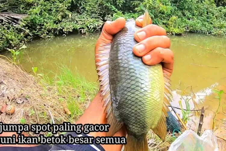 Spot Mancing Ikan Betok Yang Paling Disukai Pemancing Tak Perlu Tunggu