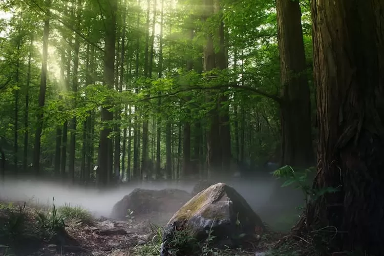 Ilustrasi Hutan Tropis Indonesia  (Pexels - zhang kaiyv)