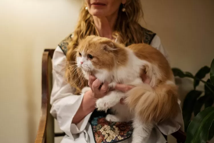 Ilustrasi kucing (pexels.com/cottonbro studio)