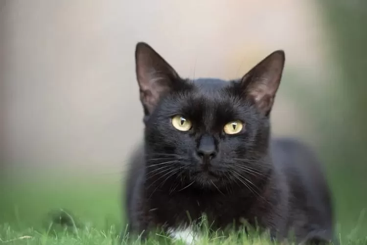 info penting tentang toksoplasma kucing dan tips aman memelihara peliharaan untuk menjaga kesehatan Anda dan hewan kesayangan.