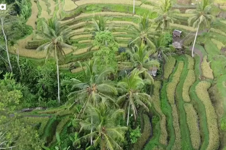 Pemandangan indah Ubud, Bali, yang berhasil meraih peringkat ketiga sebagai kota terbaik dunia menurut Travel + Leisure. (Tangkapan Layar Youtube Alisha Safiya Husna)