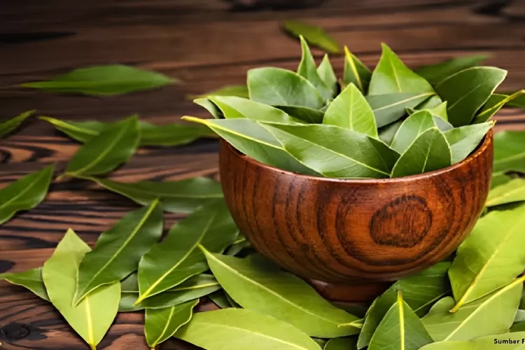 Ilustrasi daun salam (halodoc.com)