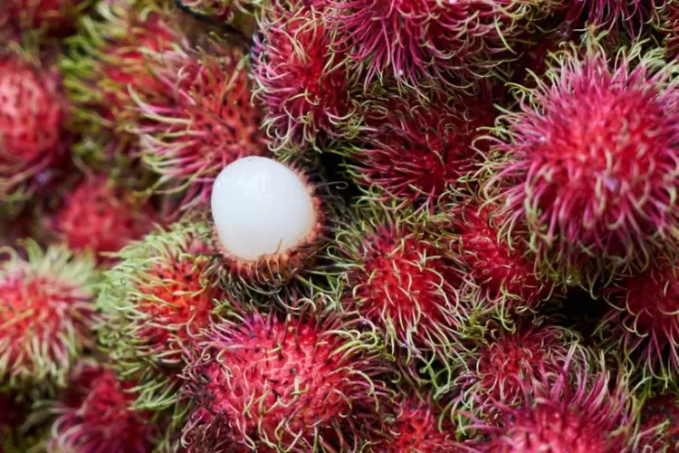 Ilustrasi . Ada banyak manfaat makan rambutan yang bisa didapat (freepik.com)