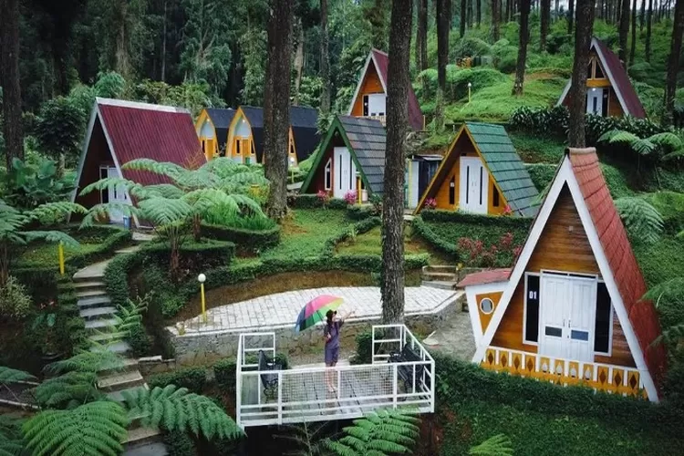 Staycation Syahdu di Negeri Dongeng: Ada Harga Spesial Akhir Tahun di Hutan  Pinus Limpakuwus Banyumas, Yuk Cek di Sini! - Timenews