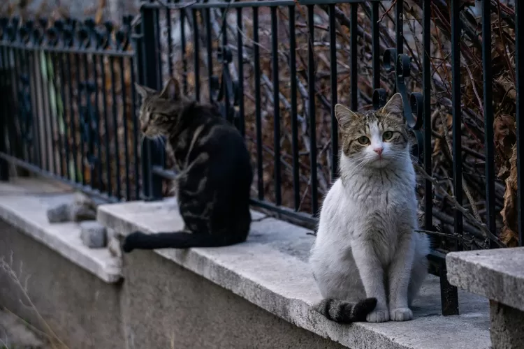 ilustrasi kucing liar  ( Pexels / @hanefi)