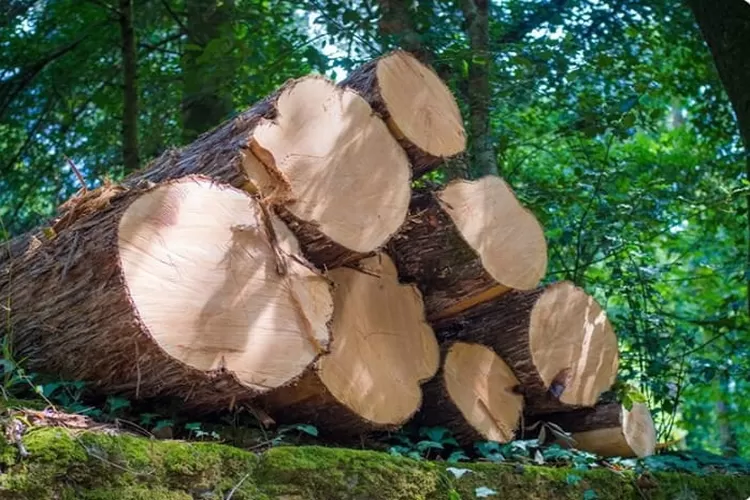   Ilustrasi Kayu Ulin di Kalimantan (Freepik.com/wirestock )