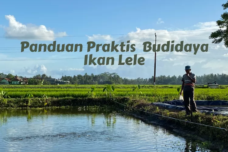 Inilah Panduan Praktis Untuk Sukses Dalam Budidaya Ikan Lele Agar Hasil Panen Melimpah Batu