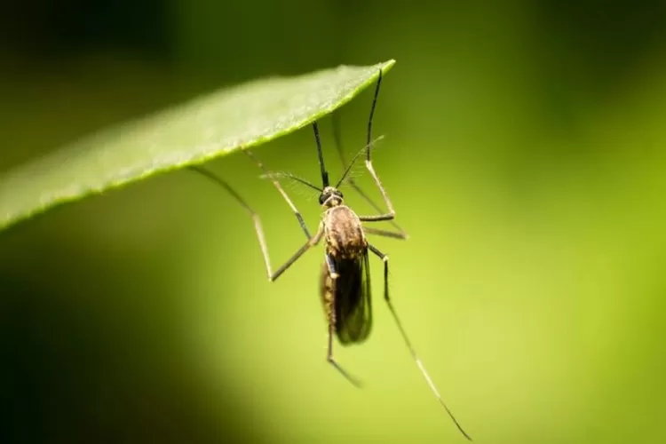 Virus Zika Merebak di Indonesia, Begini Cara Mencegah dan Mengobatinya