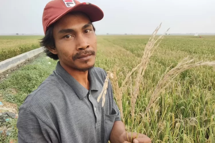 Petani Di Karawang Rugi Puluhan Juta Rupiah Akibat Hama Wereng Pojok Satu