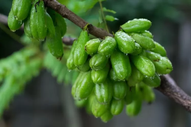 Keajaiban Belimbing Wuluh Manfaat Untuk Mengatasi Jerawat Hingga Mencerahkan Kulit Pojok Satu