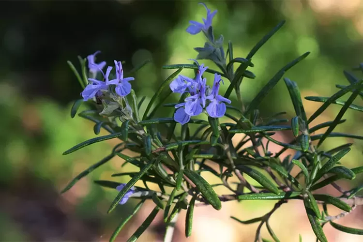 Tren Tanaman Herbal Di Rumah Rosemary Penghias Taman Berkhasiat Yang