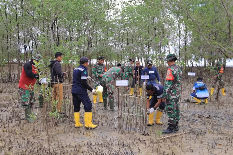 Cegah Abrasi Dan Jaga Ekosistem Pesisir Pt Timah Gandeng Koramil Kundur Tanam Mangrove Di